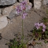Allium roseum Rosen Lauch